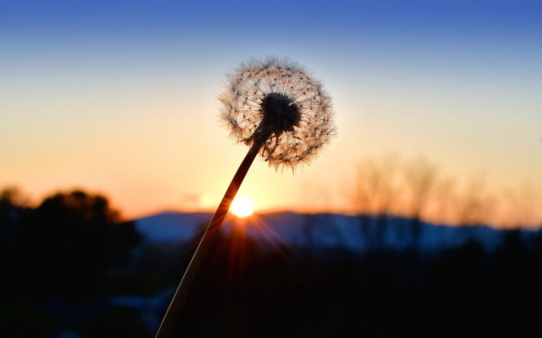 A dandelion silhouetted against the orange sunset over the mountains. hope, peace, inspiration